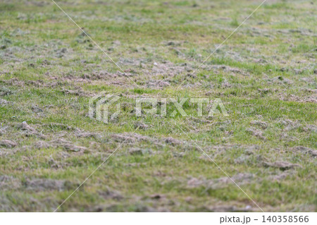 Close-up of patchy grass field with mixed green and dry areas Close-up of patchy grass field with mixed green and dry areas 140358566