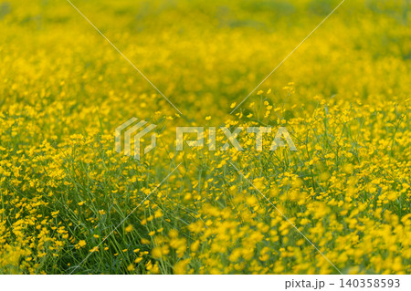 Field of dense yellow wildflowers in soft natural light Field of dense yellow wildflowers in soft natural light 140358593