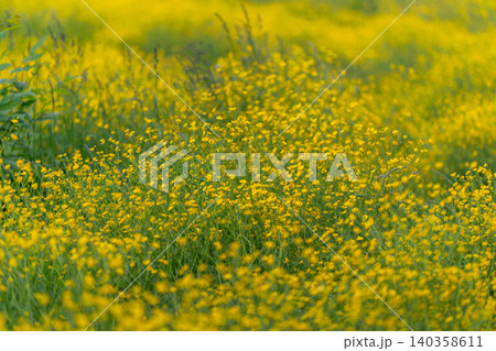 Dense field of small yellow wildflowers in soft sunlight 140358611