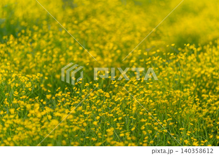 Field of dense yellow wildflowers in soft sunlight 140358612