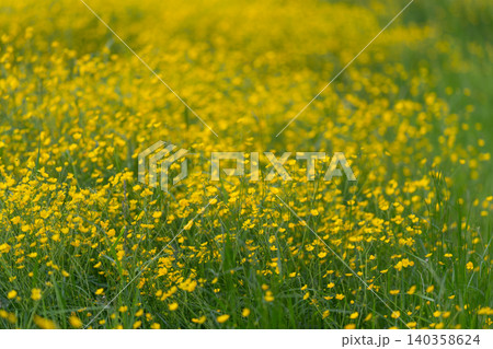 Field of small yellow wildflowers in lush green meadow under soft sunlight Field of small yellow wildflowers in lush green meadow under soft sunlight 140358624