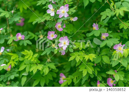 Wild rose shrub with delicate pale pink blossoms amid vibrant green foliage 140358652