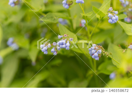 Close-up of small blue flowers among green foliage with soft natural light Close-up of small blue flowers among green foliage with soft natural light 140358672