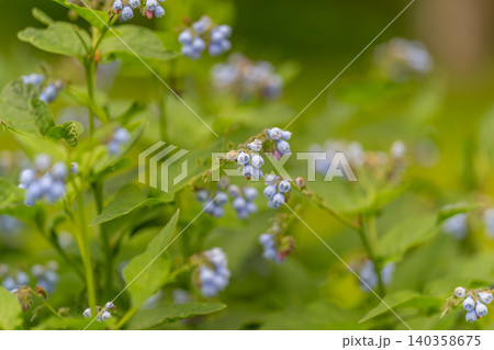 Delicate blue forget-me-not flowers among green foliage in soft natural light 140358675