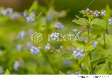Small blue wildflowers among green leafy stems in soft sunlight Small blue wildflowers among green leafy stems in soft sunlight 140358682