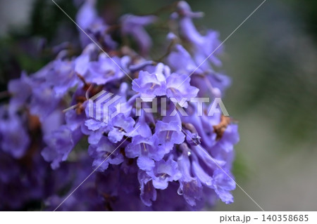 ジャカランダの花 ジャカランダの花 140358685