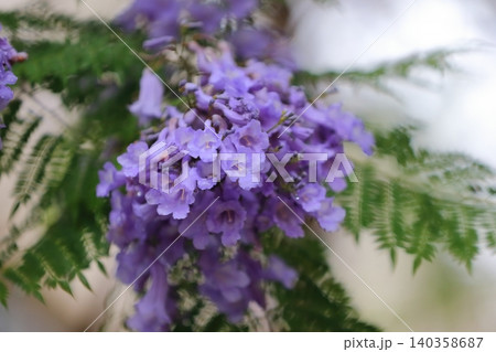 ジャカランダの花 140358687