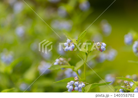 Close-up of delicate blue wildflowers with green leafy stems Close-up of delicate blue wildflowers with green leafy stems 140358702