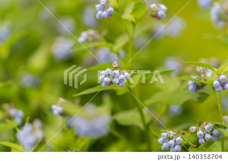 Close-up of small blue wildflowers amid green foliage Close-up of small blue wildflowers amid green foliage 140358704
