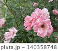 咲き誇るピンクのバラ 140358748