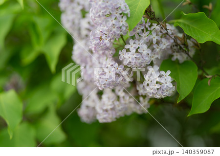 Fragrant lilac sprig nestled among heartshaped leaves, sunlit highlights, gentle violet tones, perfumer inspiration, gardener moodboard, seasonal scent concept images 140359087