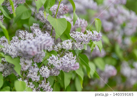 Delicate lavender clusters among green leaves shine softly. Subtle morning illumination showcases tender lilac petals surrounded by heartshaped greenery in tranquil setting Delicate lavender clusters among green leaves shine softly. Subtle morning illumination showcases tender lilac petals surrounded by heartshaped greenery in tranquil setting 140359165