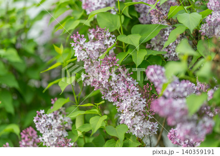 Lavender floral clusters with leafy backdrop. Delicate light purple floral groupings surrounded by heartshaped foliage highlighting gentle color shifting and fine floral details Lavender floral clusters with leafy backdrop. Delicate light purple floral groupings surrounded by heartshaped foliage highlighting gentle color shifting and fine floral details 140359191