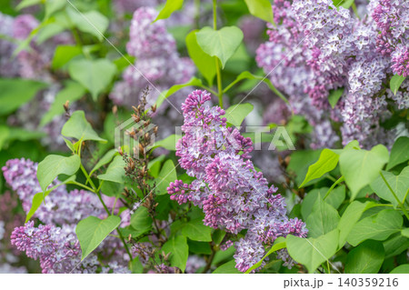 Lilac clusters arranged into bouquet inspiration, layered color palettes, soft textures for floral arrangement, stylistic composition for wedding decor and seasonal design Lilac clusters arranged into bouquet inspiration, layered color palettes, soft textures for floral arrangement, stylistic composition for wedding decor and seasonal design 140359216