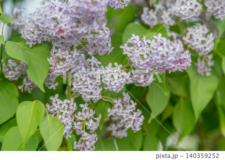 Lilac floral clusters for wedding detail, soft lavender tones, romantic texture ideal for bridal stationery and event styling, elegant natural centerpiece suggestion Lilac floral clusters for wedding detail, soft lavender tones, romantic texture ideal for bridal stationery and event styling, elegant natural centerpiece suggestion 140359252
