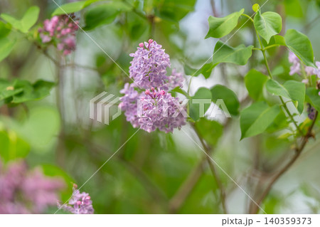 Wild lilac cluster nestled at edge of wooded area with gentle sunlight. Untamed lilac group growing at forest perimeter under soft lighting with layered green foliage Wild lilac cluster nestled at edge of wooded area with gentle sunlight. Untamed lilac group growing at forest perimeter under soft lighting with layered green foliage 140359373