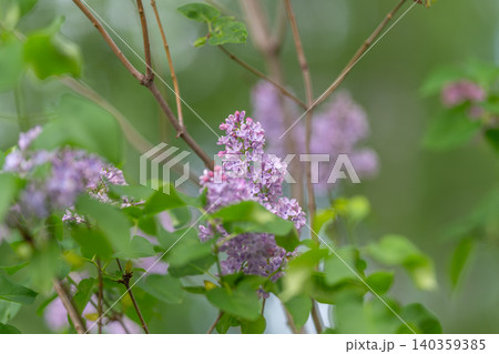 Urban lilac offers nectar to pollinators. Bright lilac bouquet with rich foliage supports local pollinator populations and ecological diversity in urban environment Urban lilac offers nectar to pollinators. Bright lilac bouquet with rich foliage supports local pollinator populations and ecological diversity in urban environment 140359385