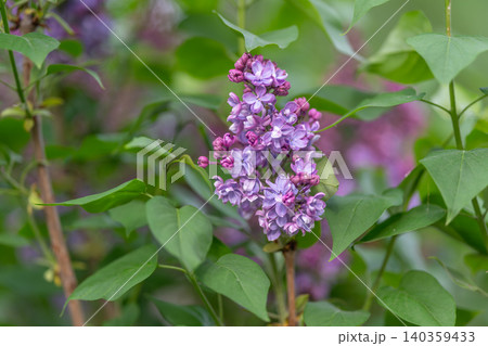 Purple lilac cluster in garden, soft bokeh background, early morning dew on petals, lush green leaves, serene atmosphere, pollinator magnet inviting bees and butterflies Purple lilac cluster in garden, soft bokeh background, early morning dew on petals, lush green leaves, serene atmosphere, pollinator magnet inviting bees and butterflies 140359433