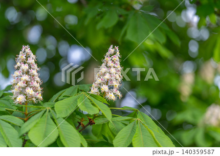 Chestnut flower cluster framed by soft green leaves, dreamy bokeh, calm spring atmosphere, gentle contrast, perfect background for wellness and biophilic design Chestnut flower cluster framed by soft green leaves, dreamy bokeh, calm spring atmosphere, gentle contrast, perfect background for wellness and biophilic design 140359587