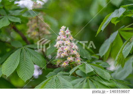Detailed scene of horse chestnut in bloom. Vivid macro photograph showcasing horse chestnut blossoms amidst textured leaves and sunlight filtering through canopy Detailed scene of horse chestnut in bloom. Vivid macro photograph showcasing horse chestnut blossoms amidst textured leaves and sunlight filtering through canopy 140359607
