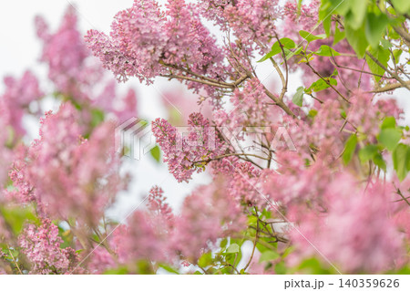 Pink blossoms glow. Gentle pink blooms with blurred background and pastel shades. Gentle pastel lilac garden scene featuring delicate petals and romantic morning ambiance Pink blossoms glow. Gentle pink blooms with blurred background and pastel shades. Gentle pastel lilac garden scene featuring delicate petals and romantic morning ambiance 140359626