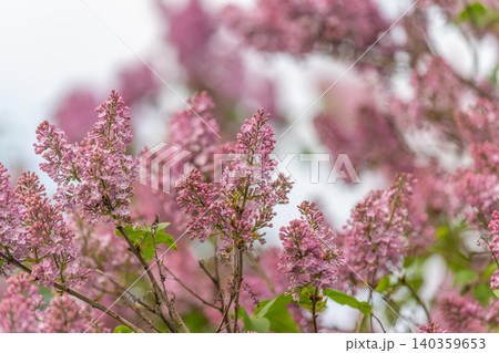 Soft lilac blossoms create backdrop, airy pastel background with blurred branches and green accents, versatile image for web banners, social media posts and seasonal collections Soft lilac blossoms create backdrop, airy pastel background with blurred branches and green accents, versatile image for web banners, social media posts and seasonal collections 140359653