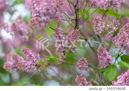 Soft lilac branch with bokeh background, delicate sprays of tiny flowers and fresh green foliage create gentle pastel backdrop ideal for seasonal design and branding 140359686