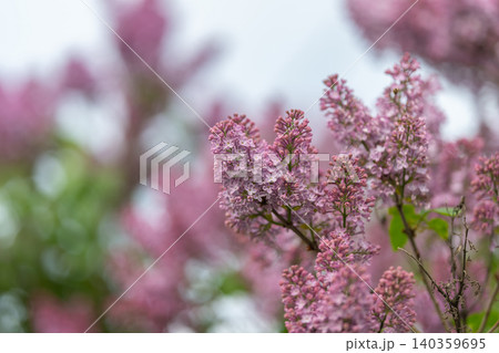 Pink lilac macro texture study, sharp petal detail and subtle pollen, scientific documentation mood, specimen photography reference, clinical yet natural aesthetic 140359695