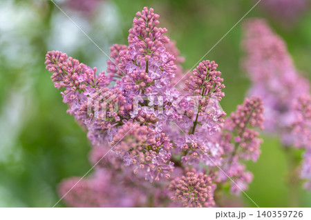 Simple purple blossom. Elegant lavender branch photography. Clean composition highlights gentle floral details. Stylized floral image showcasing soft colors and delicate petals 140359726