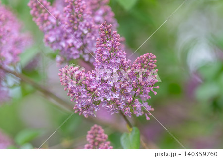 Bright morning illumination accentuates delicate purple flower textures. Vivid close view capturing intricate details of gentle lilac blossoms in soft morning sunlight Bright morning illumination accentuates delicate purple flower textures. Vivid close view capturing intricate details of gentle lilac blossoms in soft morning sunlight 140359760