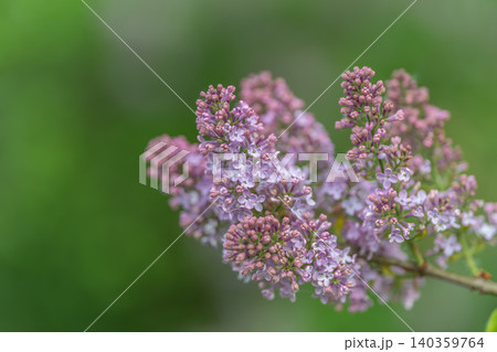Pastel lilac blossom texture for design, repeating floral pattern suggestion, soft focus clusters, muted greens, ideal for branding packaging and greeting card projects Pastel lilac blossom texture for design, repeating floral pattern suggestion, soft focus clusters, muted greens, ideal for branding packaging and greeting card projects 140359764