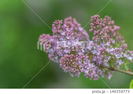 Detailed lilac cluster with blurred bokeh, tight focus on tiny florets, soft purple tones, dewy texture, shallow depth of field, suitable for nature editorial and botanical prints 140359773