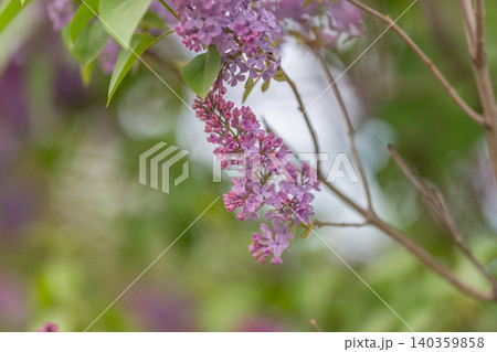 Faintly shifting violet branches set against vibrant leaf layers. Gentle motion of purple branches combined with lush leafy surroundings creates seasonal visual effect Faintly shifting violet branches set against vibrant leaf layers. Gentle motion of purple branches combined with lush leafy surroundings creates seasonal visual effect 140359858