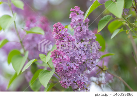 Pastel lilac group releasing soothing aromatic scent impressions vividly. Delicate lavender flower cluster portrays calming floral fragrance enhancing sensory recollections vividly Pastel lilac group releasing soothing aromatic scent impressions vividly. Delicate lavender flower cluster portrays calming floral fragrance enhancing sensory recollections vividly 140359866