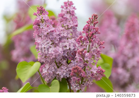Analysis highlighting complex floral formations and subtle color variations in petals. Indepth investigation into detailed structure and color gradations of lilac flower petals Analysis highlighting complex floral formations and subtle color variations in petals. Indepth investigation into detailed structure and color gradations of lilac flower petals 140359873