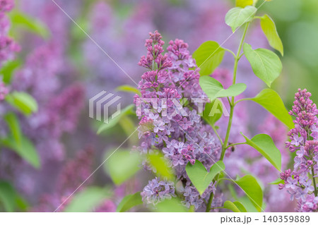 Close examination of lilac blossom with delicate petals and small buds. Macro perspective showcasing soft purple flowers and lush greenery in gentle natural lighting Close examination of lilac blossom with delicate petals and small buds. Macro perspective showcasing soft purple flowers and lush greenery in gentle natural lighting 140359889