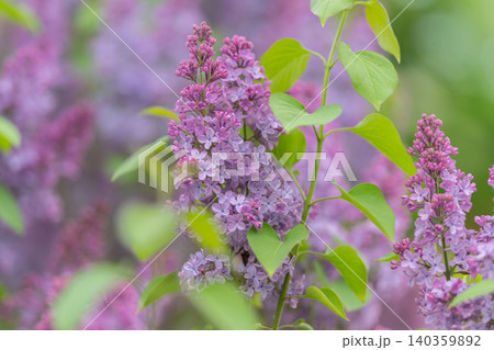 Purple floral beauty. Morning dew on blooming flowers. Spring garden with vibrant purple blossoms and lush leaves. Detailed closeup of lilac blooms with dew and soft background 140359892