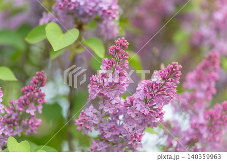 Delicate purple stems on neutral surface illuminated brightly. Refined lavender branches showcased on calm background with high intensity illumination perfect for showcase Delicate purple stems on neutral surface illuminated brightly. Refined lavender branches showcased on calm background with high intensity illumination perfect for showcase 140359963