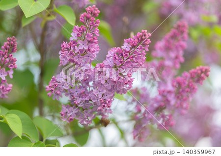 Closeup lilac blooms with heart leaves, wedding bouquet inspiration on sunny garden alcove, soft bokeh, delicate petals, pastel purple tones conveying tender romance Closeup lilac blooms with heart leaves, wedding bouquet inspiration on sunny garden alcove, soft bokeh, delicate petals, pastel purple tones conveying tender romance 140359967