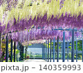 満開になった藤の花 140359993