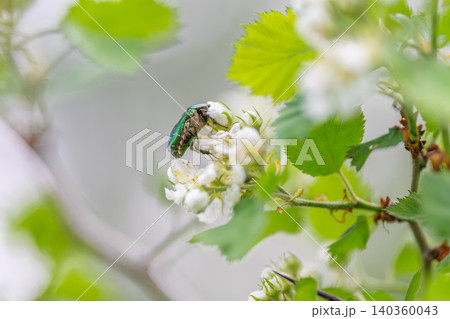 Unexpected garden visitor in bloom gathering pollen on delicate white cluster, lively green foliage and shallow depth of field evoke discovery and nature therapy Unexpected garden visitor in bloom gathering pollen on delicate white cluster, lively green foliage and shallow depth of field evoke discovery and nature therapy 140360043