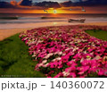 夕日に照らされるコスモス畑 140360072