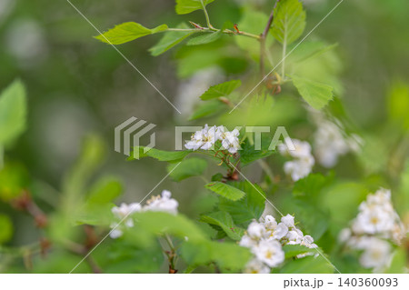 Minimalist layout small white blooms scattered across thin twigs, muted green bokeh, airy negative space, modern aesthetic for web headers and stationery design 140360093