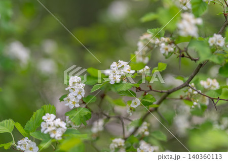 Scenic pastel garden backdrop. Serene natural scene with blooming branches. Calm landscape of flowering bushes with gentle sunlight filtering through layered foliage Scenic pastel garden backdrop. Serene natural scene with blooming branches. Calm landscape of flowering bushes with gentle sunlight filtering through layered foliage 140360113