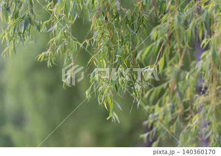 Gentle leafy scenery. Seasonal growth highlighted by breezy outdoor foliage scene. Relaxing landscape with swaying willow trees and abundant leafy greens in gentle light Gentle leafy scenery. Seasonal growth highlighted by breezy outdoor foliage scene. Relaxing landscape with swaying willow trees and abundant leafy greens in gentle light 140360170