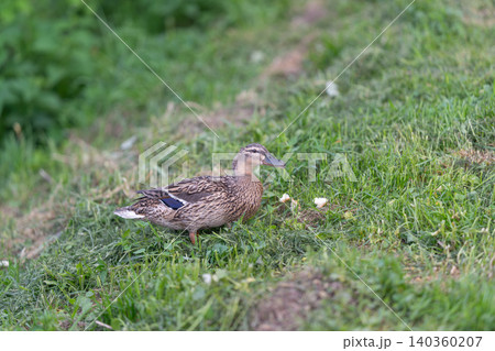 Colorful duck foraging naturally amidst rural landscape and greenery. Spectacular view of female duck diligently searching for food on green hillside in countryside Colorful duck foraging naturally amidst rural landscape and greenery. Spectacular view of female duck diligently searching for food on green hillside in countryside 140360207