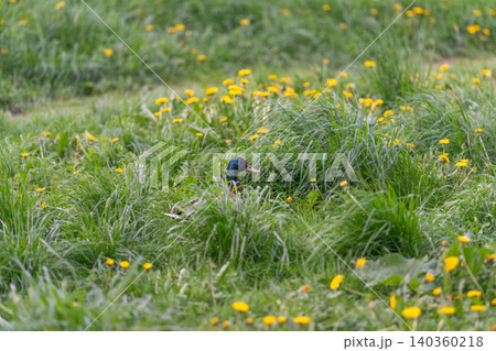 Male duck nestled among grass and flowers. Greenheaded male mallard resting peacefully in tranquil habitat. Serene wildlife scene showing mallard in lush wetland environment Male duck nestled among grass and flowers. Greenheaded male mallard resting peacefully in tranquil habitat. Serene wildlife scene showing mallard in lush wetland environment 140360218
