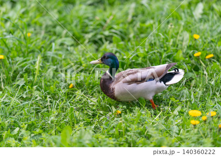 Male duck moving across vibrant dandelion filled plains during daytime. Bird strolling along blooming meadow under clear sky with detailed feathers and grass blades 140360222