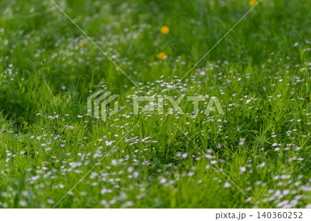 Quiet meadow covered with small white blossoms and gentle inclines. Peaceful countryside scene featuring grassy slope sprinkled with tiny white flowers and varied plant heights Quiet meadow covered with small white blossoms and gentle inclines. Peaceful countryside scene featuring grassy slope sprinkled with tiny white flowers and varied plant heights 140360252