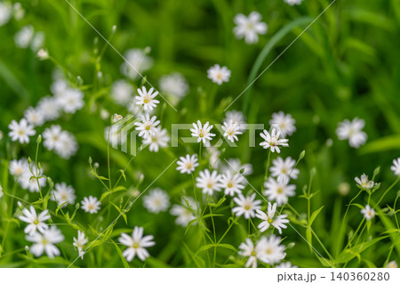 Gentle floral scene. Serene field with white flowers. Peaceful meadow filled with blooming white flowers. Calm rural landscape showcasing delicate white blossoms among greenery Gentle floral scene. Serene field with white flowers. Peaceful meadow filled with blooming white flowers. Calm rural landscape showcasing delicate white blossoms among greenery 140360280